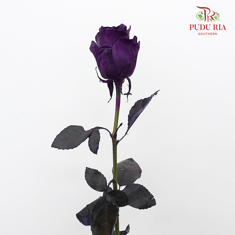 Rose Purple Amethyst  (8-10 Stems) - Pudu Ria Florist Southern