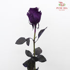 Rose Purple Amethyst  (8-10 Stems) - Pudu Ria Florist Southern