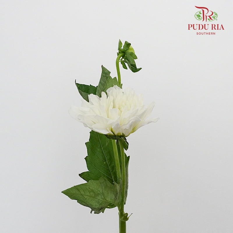 Dahlia White - (Per Bunch) - Pudu Ria Florist Southern