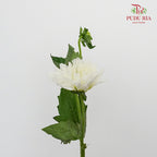 Dahlia White - (Per Bunch) - Pudu Ria Florist Southern