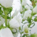 Campanula White - 5 Stems - Pudu Ria Florist Southern