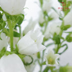 Campanula White - 5 Stems - Pudu Ria Florist Southern