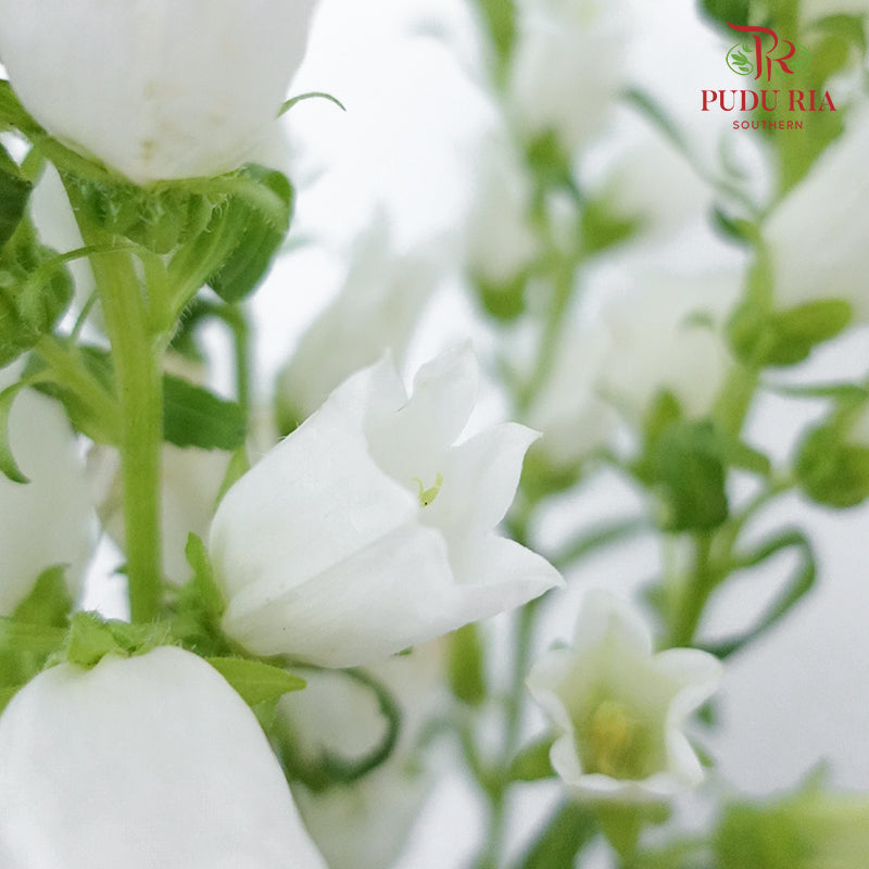 Campanula White - 5 Stems - Pudu Ria Florist Southern