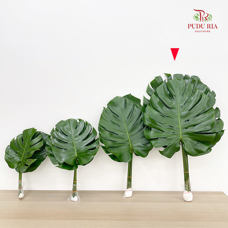 Monstera (XL) - (5 Stems)