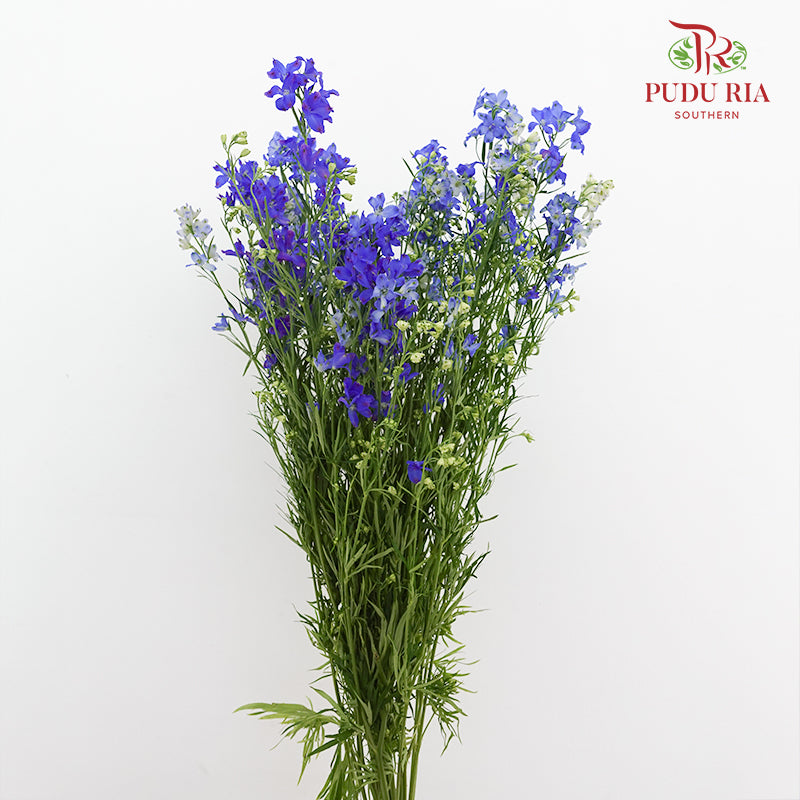 Delphinium Mini Blue - (5 Stems)