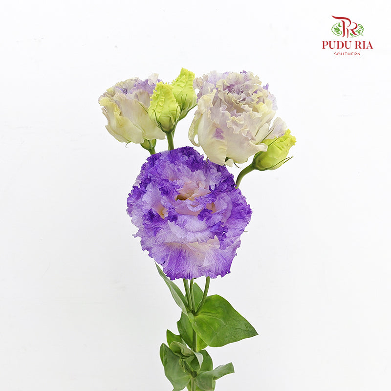 Eustoma Wave Purple - (12-15 Stems)
