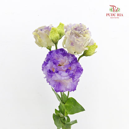 Eustoma Wave Smoke Gray - (12-15 Stems)