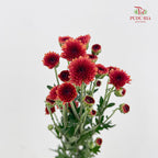 Chrysanthemum Santini / Calimero Mini Button Red