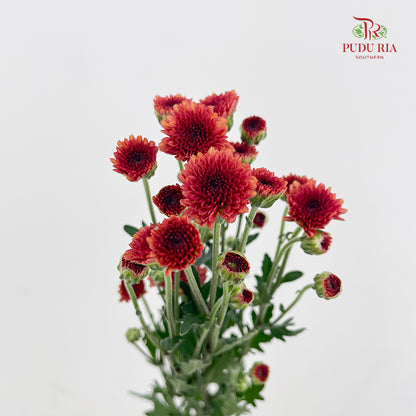 Chrysanthemum Santini / Calimero Mini Button Red