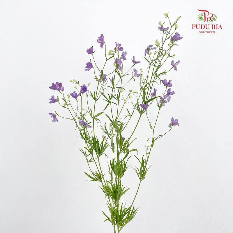 Delphinium Grandiflorum Purple - (2 Stems)
