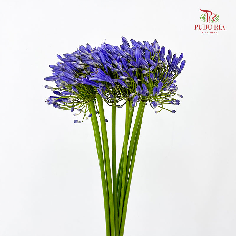 Agapanthus Purple 百子莲属 - (10 Stems)