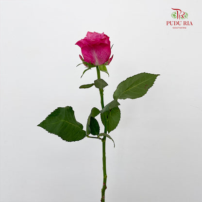 Rose Country Blues - (8-10 Stems)