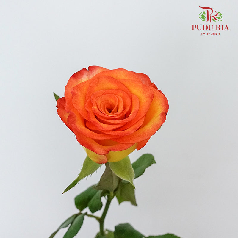Rose Yellow / Orange (19-20 Stems) - Pudu Ria Florist Southern