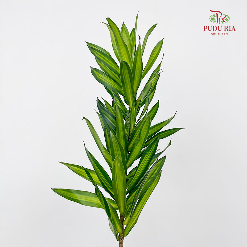 Dracaena Green (Song of Jamaica 百合竹) - (5 Stems)