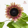 Sunflowers Brown 向日葵 - (5 Stems)