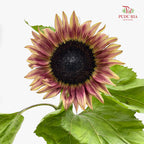 Sunflowers Brown 向日葵 - (5 Stems)