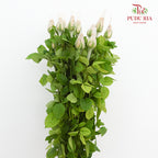 Rose Toffee - (19-20 Stems)