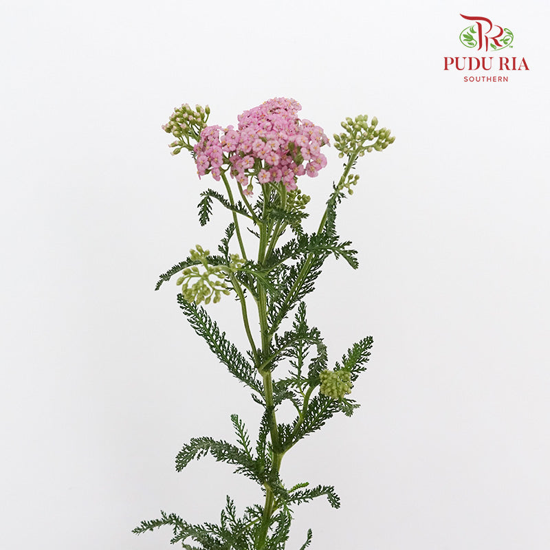 Achillea / Yarrow Pink - Pudu Ria Florist Southern