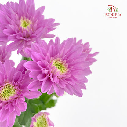 Chrysanthemum Pompom Purple 1 - (10-12 Stems)