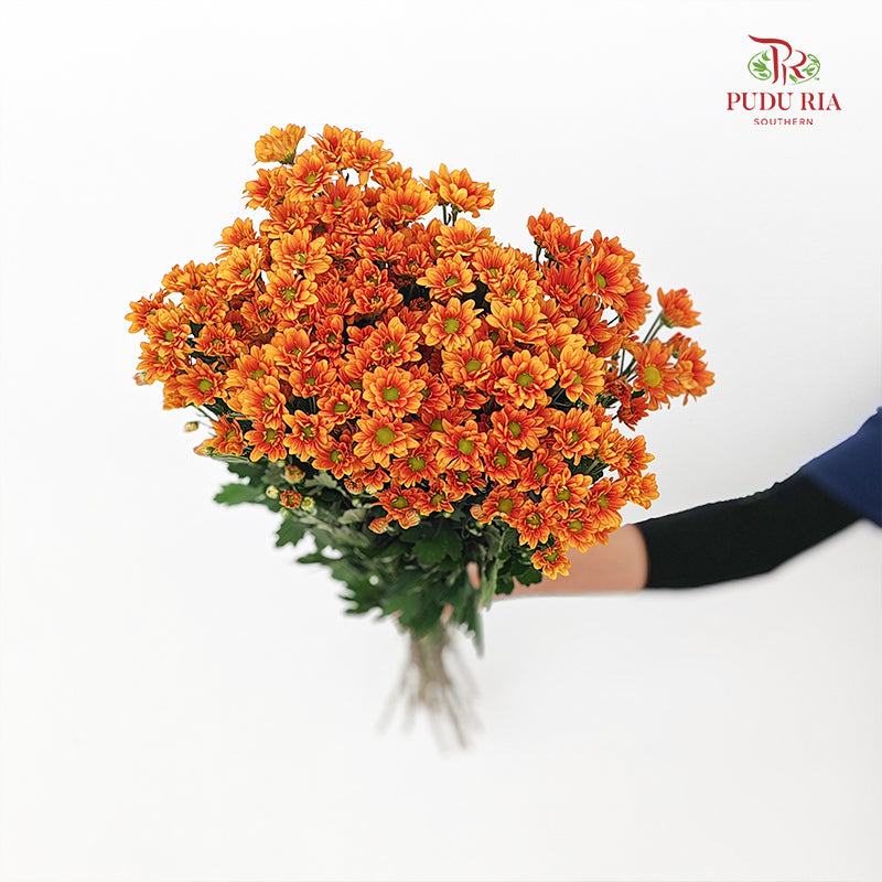 Chrysanthemum Pompom Daisy Orange 1 - (10-12 Stems)