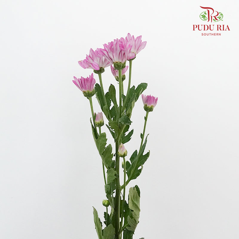 Chrysanthemum Pompom Purple (10-12 Stems) - Pudu Ria Florist Southern