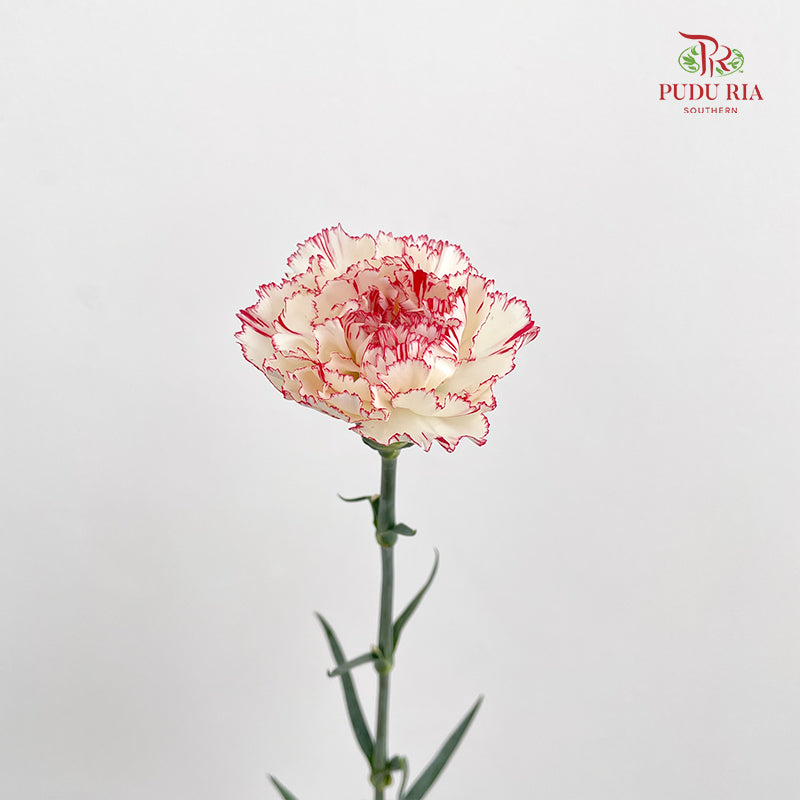 Carnation Seattle 西雅图康乃馨 - (18-20 Stems)
