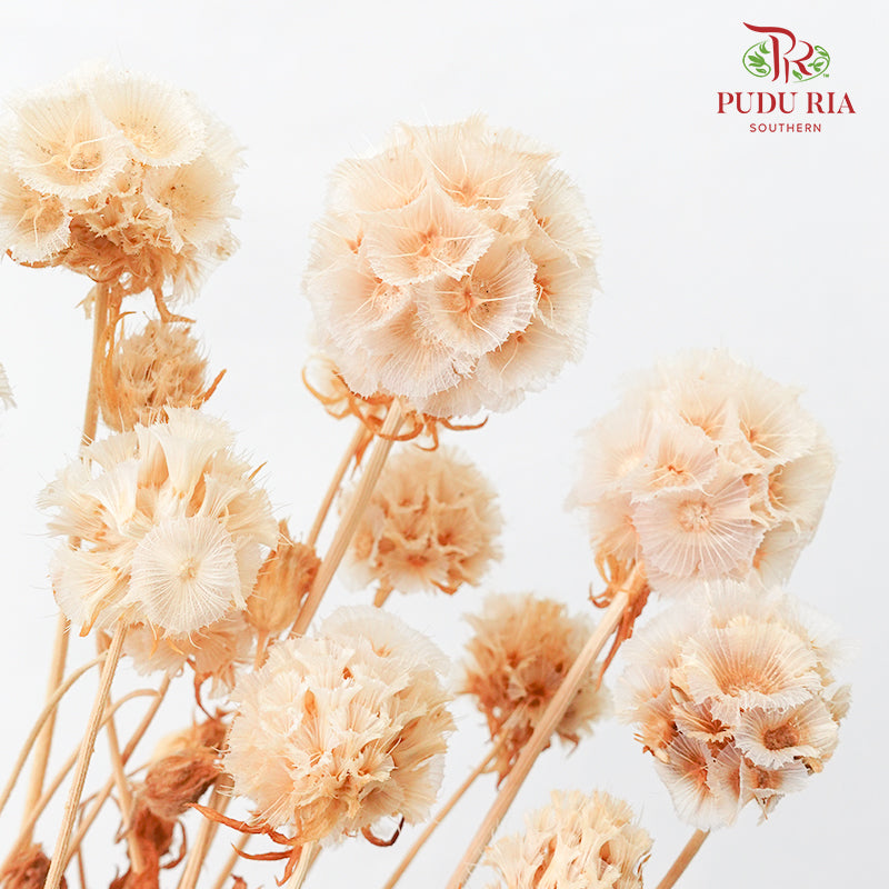 Preservative Scabiosa Natural