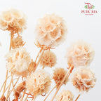 Preservative Scabiosa Natural