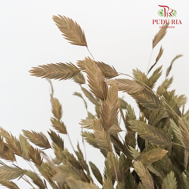 Dry Chasmanthium - Green - Pudu Ria Florist Southern