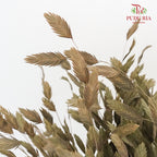 Dry Chasmanthium - Green - Pudu Ria Florist Southern
