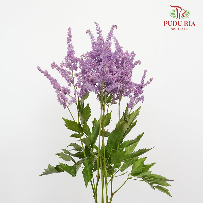 Astilbe Purple (4-5 Stems) - Pudu Ria Florist Southern