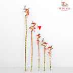Lucky Bamboo With Deco - 转运竹