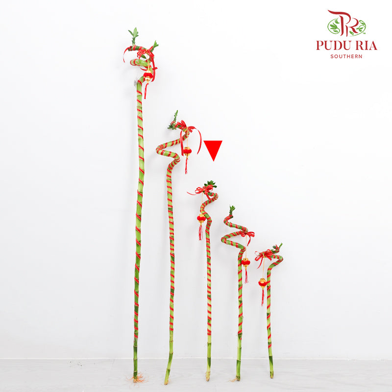 Lucky Bamboo With Deco - 转运竹