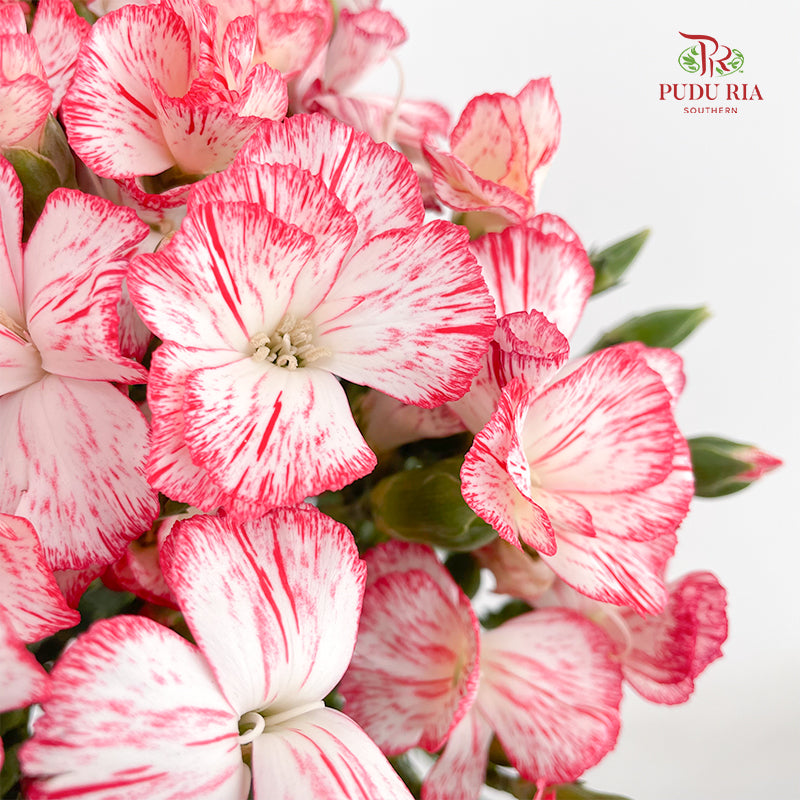 Carnation Spray Red - (18-20 Stems)