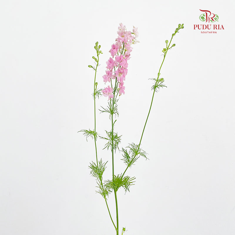 Delphinium Consolida Pink - ( Per Bundle)