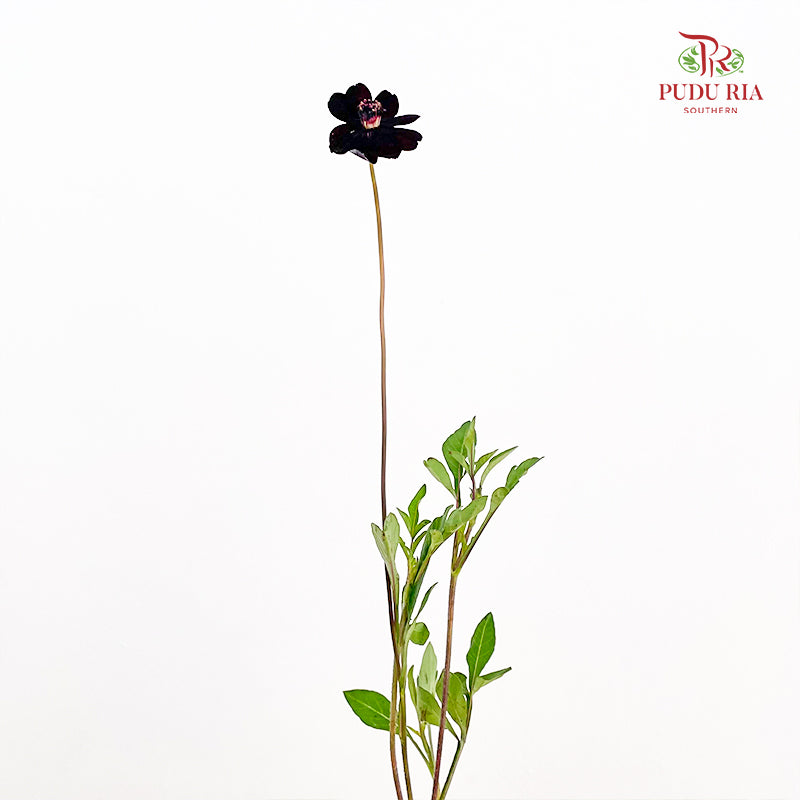 Cosmos Atrosanguineus - (Per Bundle)