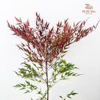 Nandina Domestic Red - (Per Bundle)