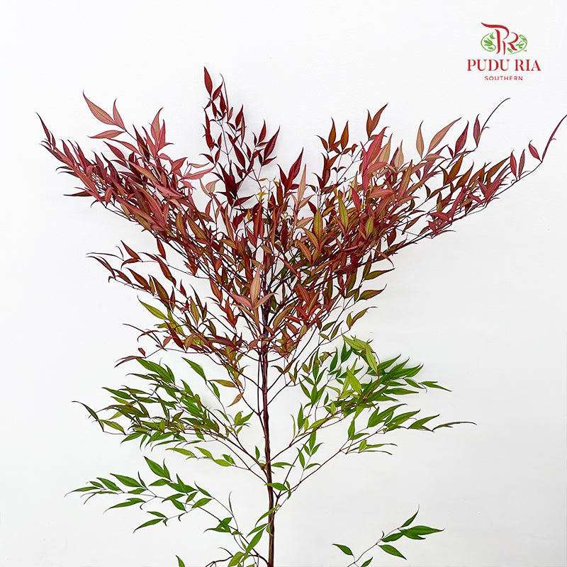 Nandina Domestic Red - (Per Bundle)