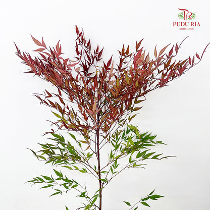 Nandina Domestic Red - (Per Bundle)