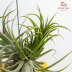 Hanging Air Plant