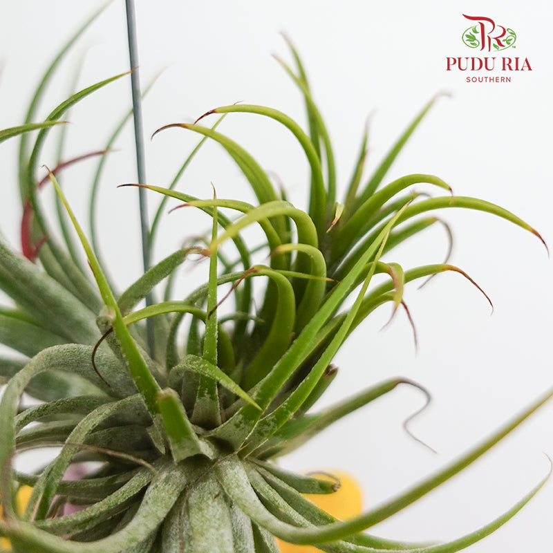 Hanging Air Plant