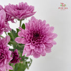 Chrysanthemum Pompom Purple 5 - (10-12 Stems)