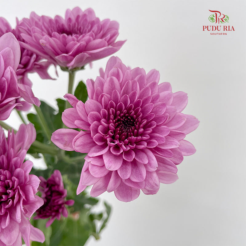 Chrysanthemum Pompom Purple 5 - (10-12 Stems)
