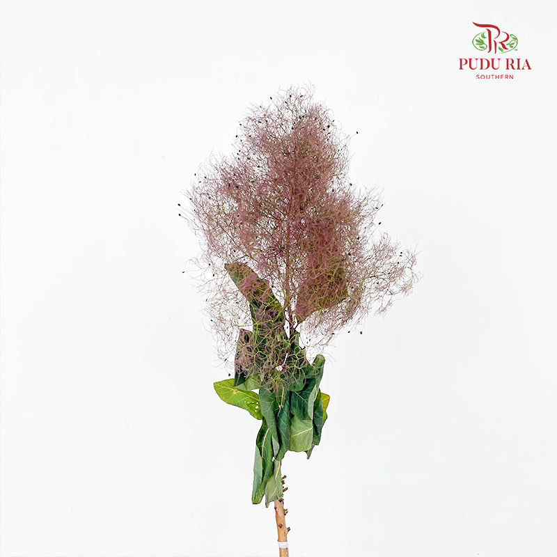 Cotinus Coggygria Purple 黄栌 - (Per Stem)