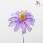 Dry Sapphire Purple - Pudu Ria Florist Southern