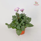 Dahlia Plant 大丽花