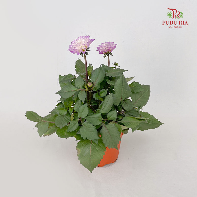 Dahlia Plant 大丽花