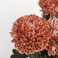 Peony Chrysanthemum Dyed Brown - (5 Stems)