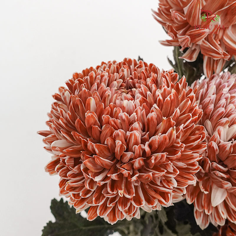 Peony Chrysanthemum Dyed Brown - (5 Stems)