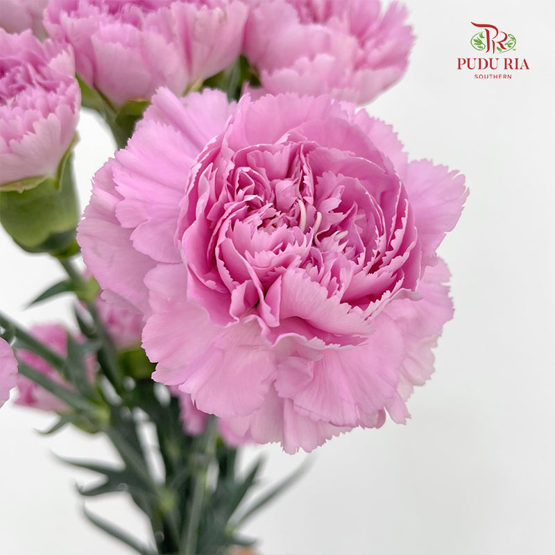Carnation 康乃馨 Purple - (18-20 Stems)